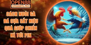 Cách nuôi gà đá cựa sắt