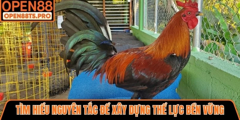Nguyên tắc để xây dựng thể lực bền vững