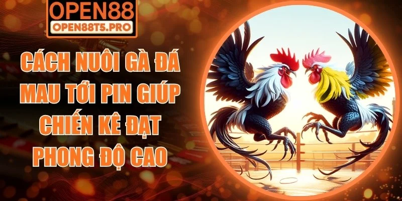 Cách nuôi gà đá mau tới pin