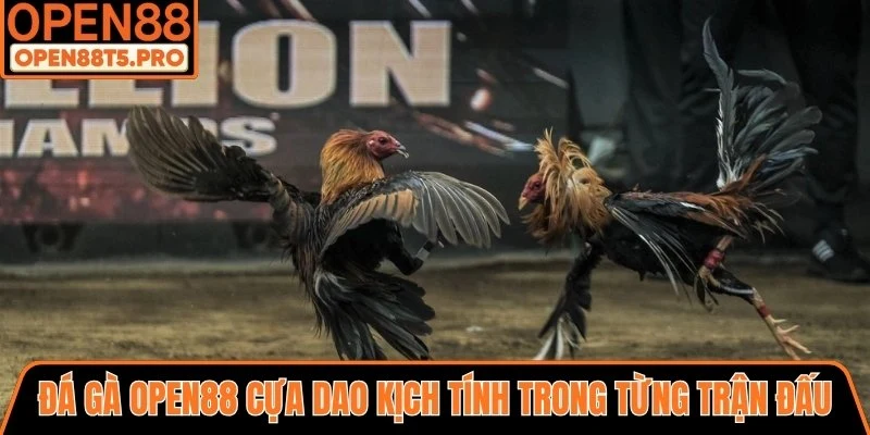Đá gà cựa dao kịch tính trong từng trận đấu
