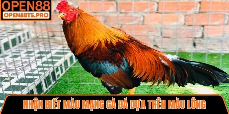 Nhận biết màu mạng gà đá dựa trên màu lông